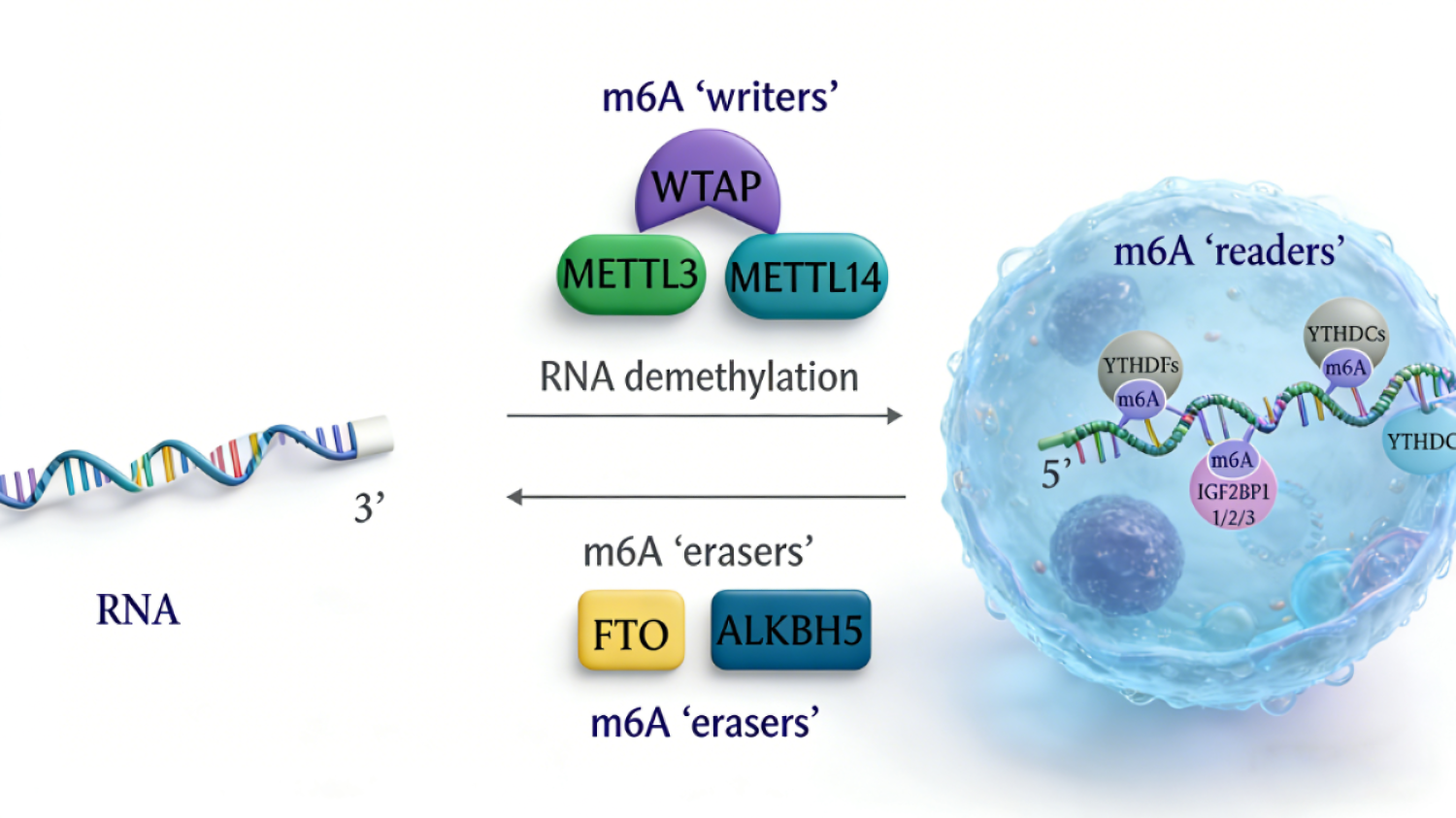 Featured image of post m6A RNA甲基化在医学中的研究